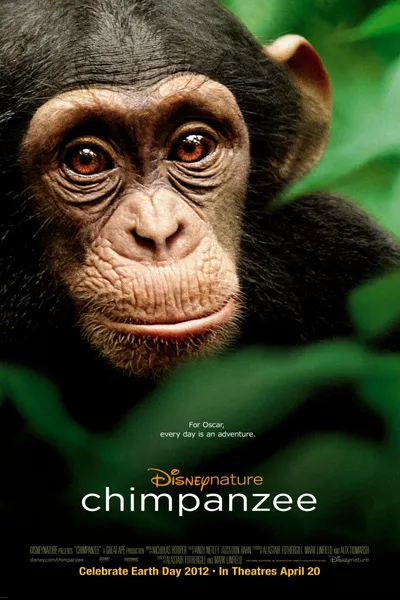 Chimpanzee