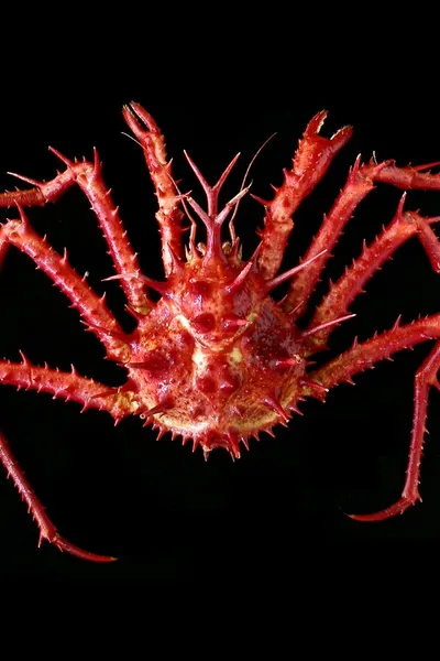 A Red Recipe To Cook Crustaceans